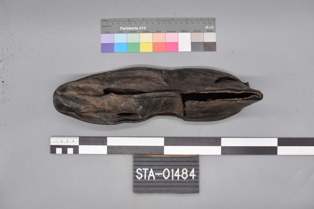 Getrocknetes, längliches botanisches Exemplar mit Messskala und Etikett STA-01484.